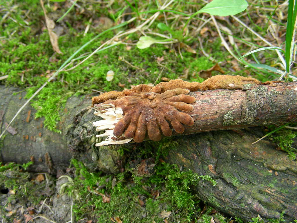 Hypocreopsis lichenoides